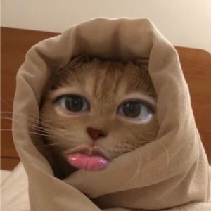 Meet your Posher, Iris